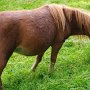 Minishetlandpony7(30)