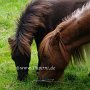 Minishetlandpony7(5)