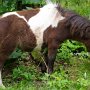 Minishetlandpony7(7)