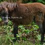 Minishetlandpony7(8)