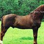 Morgan_Horse03