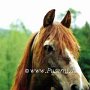 Morgan_Horse07