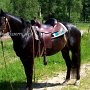 Morgan_Horse120