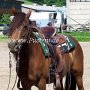 Morgan_Horse125