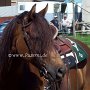 Morgan_Horse126