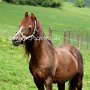 Morgan_Horse127_(1)