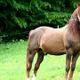 Morgan_Horse127_(6)