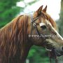 Morgan_Horse13