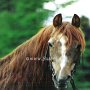 Morgan_Horse14