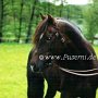 Morgan_Horse30