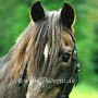 Morgan_Horse34