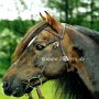 Morgan_Horse35