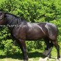 Morgan_Horse89