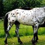 Nederland_Appaloosa01