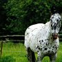 Nederland_Appaloosa02