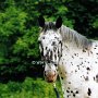 Nederland_Appaloosa04