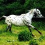 Nederland_Appaloosa06