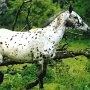 Nederland_Appaloosa07