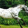 Nederland_Appaloosa08