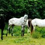 Nederland_Appaloosa09