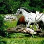 Nederland_Appaloosa10