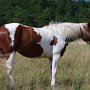 Paint_Horse36_(4)