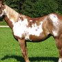 Paint_Horse39_(1)