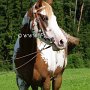 Paint_Horse39_(13)