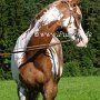 Paint_Horse39_(14)