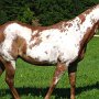 Paint_Horse39_(17)