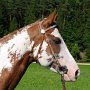 Paint_Horse39_(19)