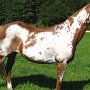 Paint_Horse39_(21)