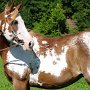 Paint_Horse39_(6)