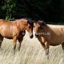 Quarter_Horse_und_Paint_Horse1_(1)