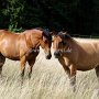 Quarter_Horse_und_Paint_Horse1_(5)