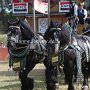 Percheron-G1_6a_(10)