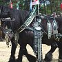 Percheron-G1_6a_(11)