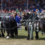 Percheron-G1_6a_(15)