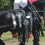 Percheron-G1_6a_(16)