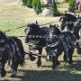 Percheron-G1_6a_(19)