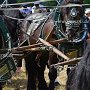 Percheron-G1_6a_(2)