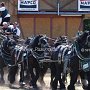 Percheron-G1_6a_(23)