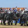 Percheron-G1_6a_(25)