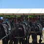 Percheron-G1_6a_(27)