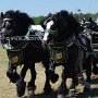 Percheron-G1_6a_(33)