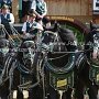 Percheron-G1_6a_(7)