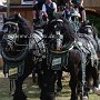 Percheron-G1_6a_(8)