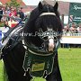 Percheron-G6a_(12)