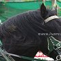 Percheron-G6a_(13)