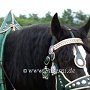 Percheron-G6a_(14)